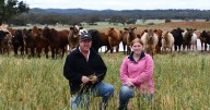 Dave Worsnop's Dorper, cattle grazing operation at Yarambie grows