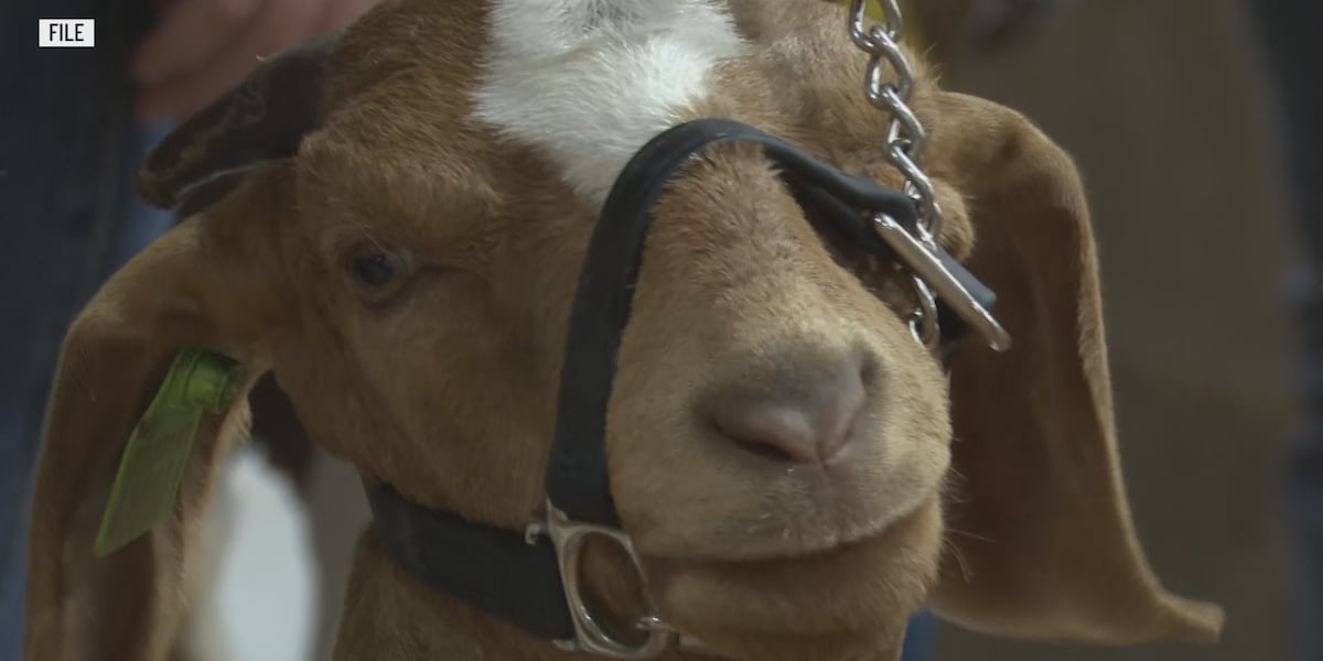 Preview: 72nd Heart O’ Texas Fair & Rodeo