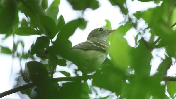 Rare bird draws watchers to FGCU food forest