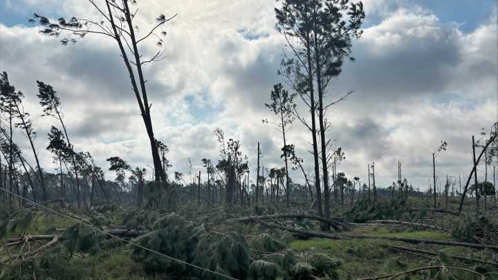 Hurricane Helene anniversary: Georgia timber industry recovery ongoing