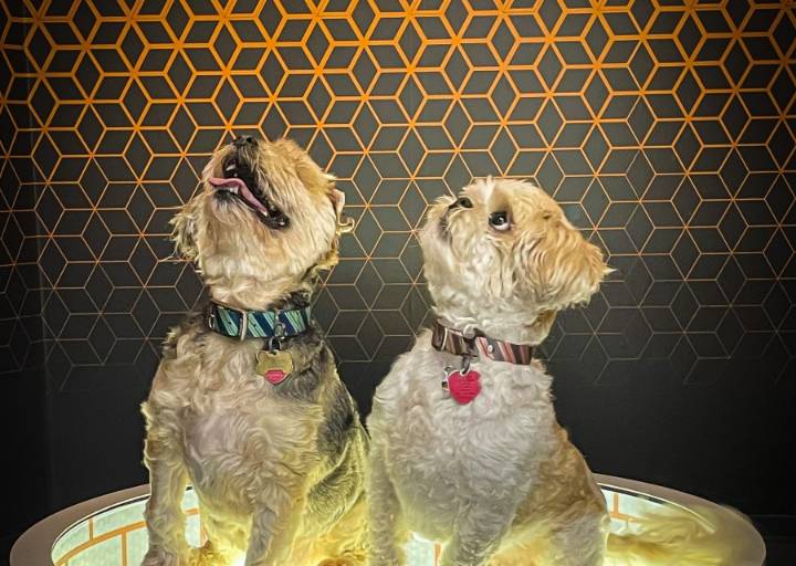 Museum of Illusions Orlando attraction allows dogs for day