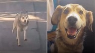 Tennessee Woman Meets A Stray Abroad And He Refuses To Be Left Behind