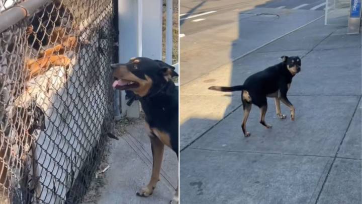 Arizona Man Moves To New York And Finds His Dog’s Twin Living Next Door