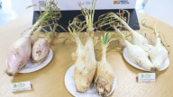 El Cebollón de Torres de Alcanadre, un tesoro del patrimonio alimentario del Alto Aragón