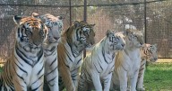 Animal handler killed by tiger was performing in front of onlookers and family, Oklahoma sheriff reveals