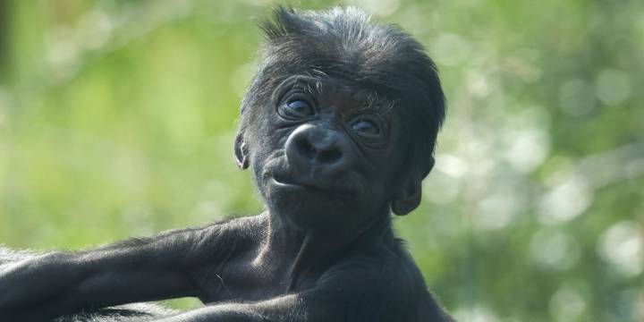 Help name the Cheyenne Mountain Zoo’s baby gorilla!