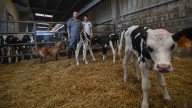 Galicia ofrece vacunas gratuitas contra la lengua azul para los ovinos