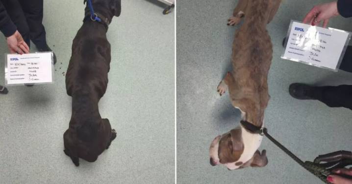 Coventry man gave pathetic excuse after causing two dogs 'unnecessary suffering'