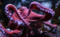 Fanáticos se despiden del querido pulpo de California, Ghost, mientras cuida huevos en la etapa final de su vida
