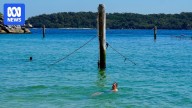 Storm damage sees shark net installation delay at Sydney's Shark Beach in Nielsen Park