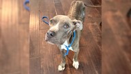 North Carolina Pittie Survives Attempt To Be Pushed Off Bridge, Now She’s A Brand