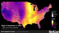 Fall bird migration is underway. See the map of where birds are flying tonight