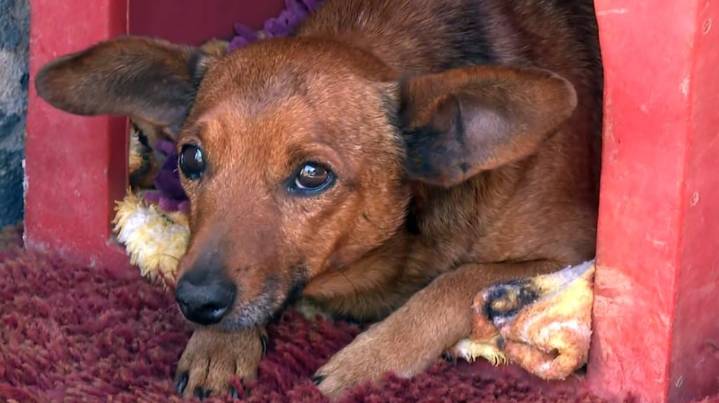 Un perro caminó 12 kilómetros para llegar al velorio de su cuidador y emocionó a todos: “Se acostó y lloró”