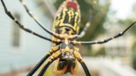 Great Smoky Mountains Has A Spider Problem: Visitors Are Being Warned Of The East Asian Species
