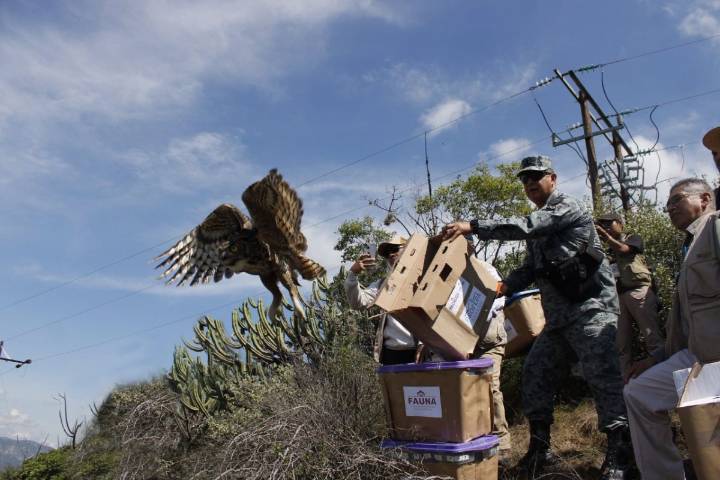 GUARDIA NACIONAL REFUERZA SEGURIDAD AMBIENTAL CON LA LIBERACIÓN DE FAUNA SILVESTRE EN HIDALGO