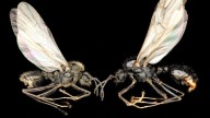 These ants clone another species in a strange tale of survival