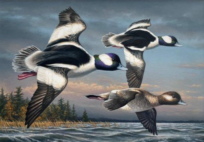 Minnesota artist James Hautman wins 2025 Federal Duck Stamp Art Contest
