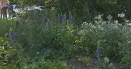 Pepperell retiree returns to her love of the outdoors, helps rid town of invasive plants