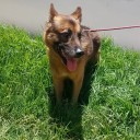 Proponen tipificar el secuestro de animales de compañía en México