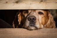 España: Tribunal aplica ley contra la violencia de género en un caso de maltrato animal