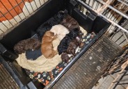 Multas de hasta 8 millones de pesos. Agravan las penas por maltrato animal en la ciudad