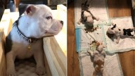 Pennsylvania Pittie Rejected By Owner For Cruel Reasons Begins His Fight To Heal