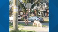 VIDEO: ANC commissioner attacked by pit bull, animal control investigating