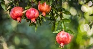 Pomegranates: A fall delight