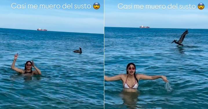 "Casi te pesca": Pelícano interrumpe el baño de Daniela Reyes en las playas de Miami y le da tremendo susto