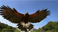 Vehicle with 2 hawks inside stolen near SoFi Stadium during Rams game