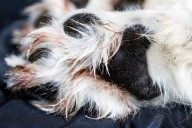 CPW: Colorado gray wolf that died in May was likely hit by a vehicle