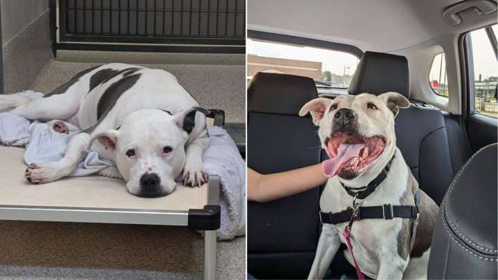 Nebraska Senior Dog Faces Heartbreak In Shelter, Then Her Life Changes Forever