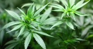 Will cannabis affect head and neck cancer surgery recovery?
