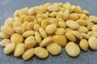 Día Nacional del Tarwi: conoce las propiedades nutricionales de este superalimento andino