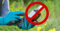 México prohíbe 35 plaguicidas peligrosos en un paso histórico hacia una agricultura sostenible
