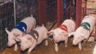 Looking back at the Cleveland County Fair