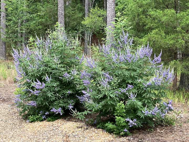 IN THE GARDEN: Trees planted too deeply will not thrive