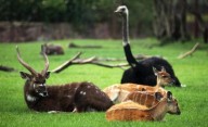 Una investigación reveló qué animal reemplazaría a ser humano
