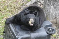 Florida Fish & Wildlife trims December bear hunt permits