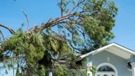 How To Remove Trees Rooted On Walls And Roofs The Right Way