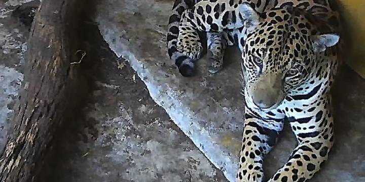 Este es el lugar de Colombia donde puede observar a jaguares en plena libertad: claves para llegar desde Bogotá