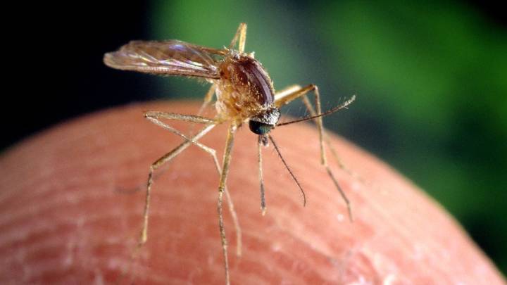 La UEx participa en un estudio nacional que revela la expansión del mosquito tigre en España