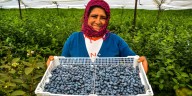 Producción agropecuaria sube 8,5% gracias al boom de los arándanos y otros cultivos