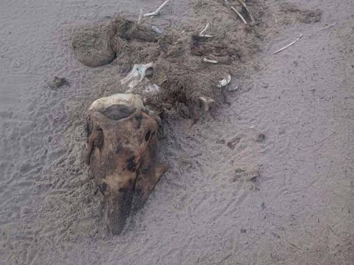 Denuncian sacrificio de 23 delfines para caza de tiburón en Golfo de México