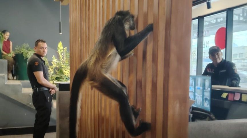 Mono araña se 'cuela' en empresa de Monterrey