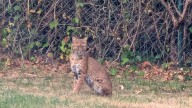 URI is tracking the Bobcat population in RI and they need your help