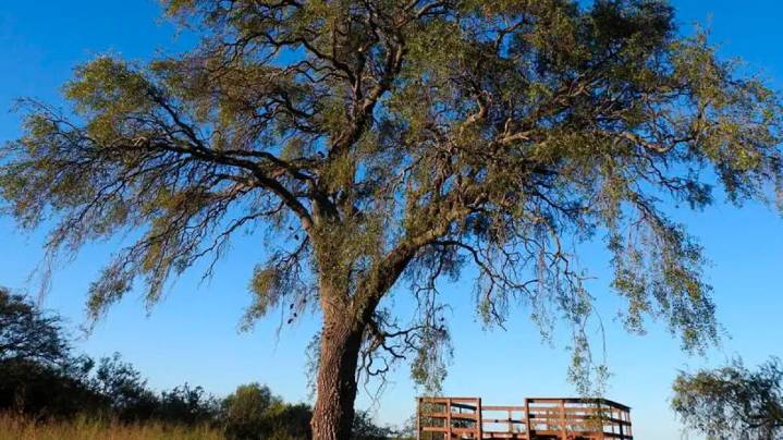 Quebracho sobrevive: brotes verdes crean expectativa sobre su recuperación en Villa Allende
