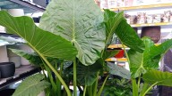 La planta de hojas XL que resiste el frío, revive en verano y se multiplica fácilmente