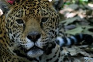 Aumenta la población del jaguar en México, pero sigue en peligro de extinción
