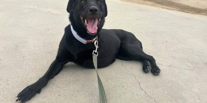 La desgarradora historia de ‘Milagro’, una perrita embarazada que dio a luz después de recibir nueve disparos